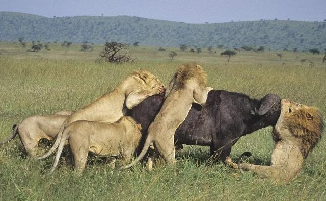 为什么非洲狮子敢捕食重达近1000斤的野牛,却不敢猎杀犀牛?