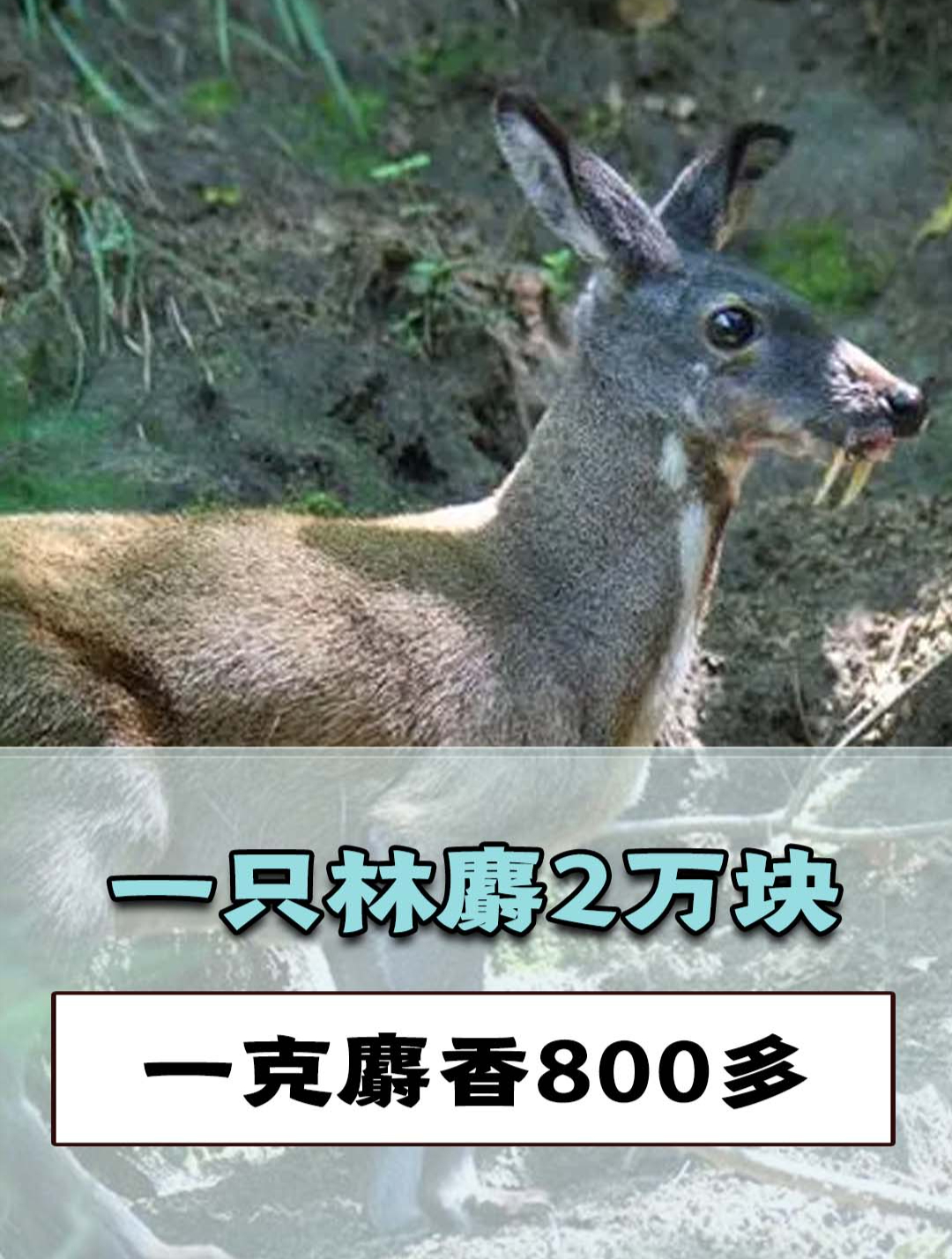 一只林麝能卖2万块!一克麝香800多,堪比黄金,为何很少有人养?