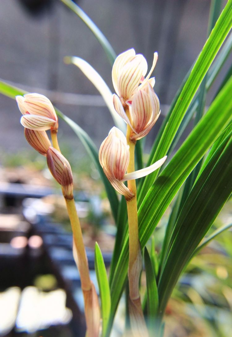 莲瓣兰精品粉红色荷瓣,出水芙蓉,花高出架,色彩鲜艳,值得收藏