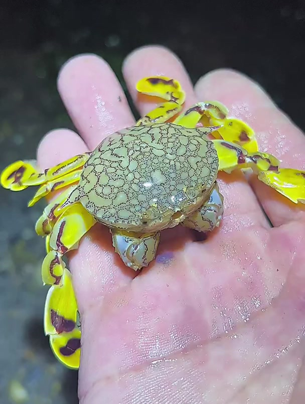 居然发现了一只超级超级漂亮的黎明蟹