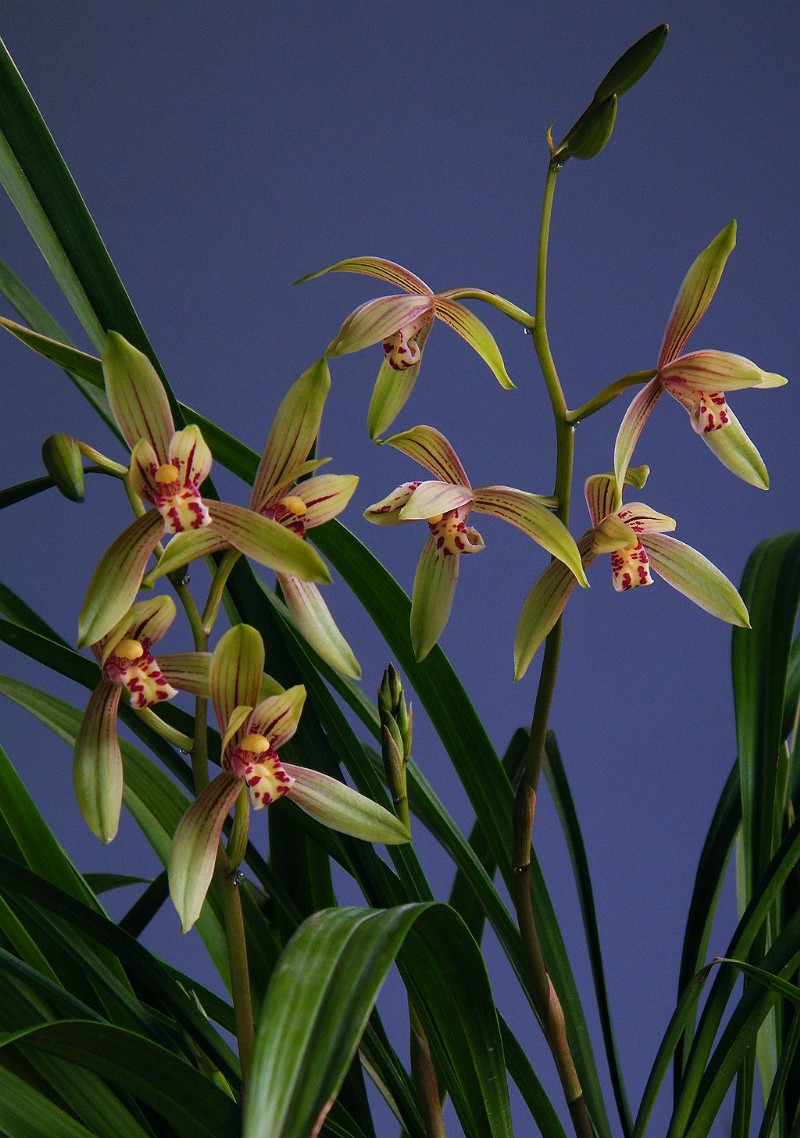 建兰传统铭品色花——小桃红,花香清远,勤花勤苗,价格便宜