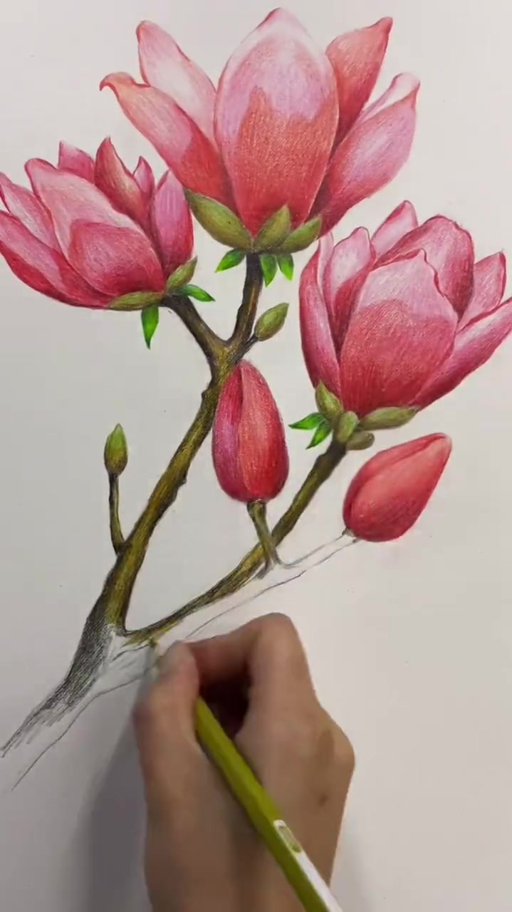 彩铅画,今天画玉兰花吧