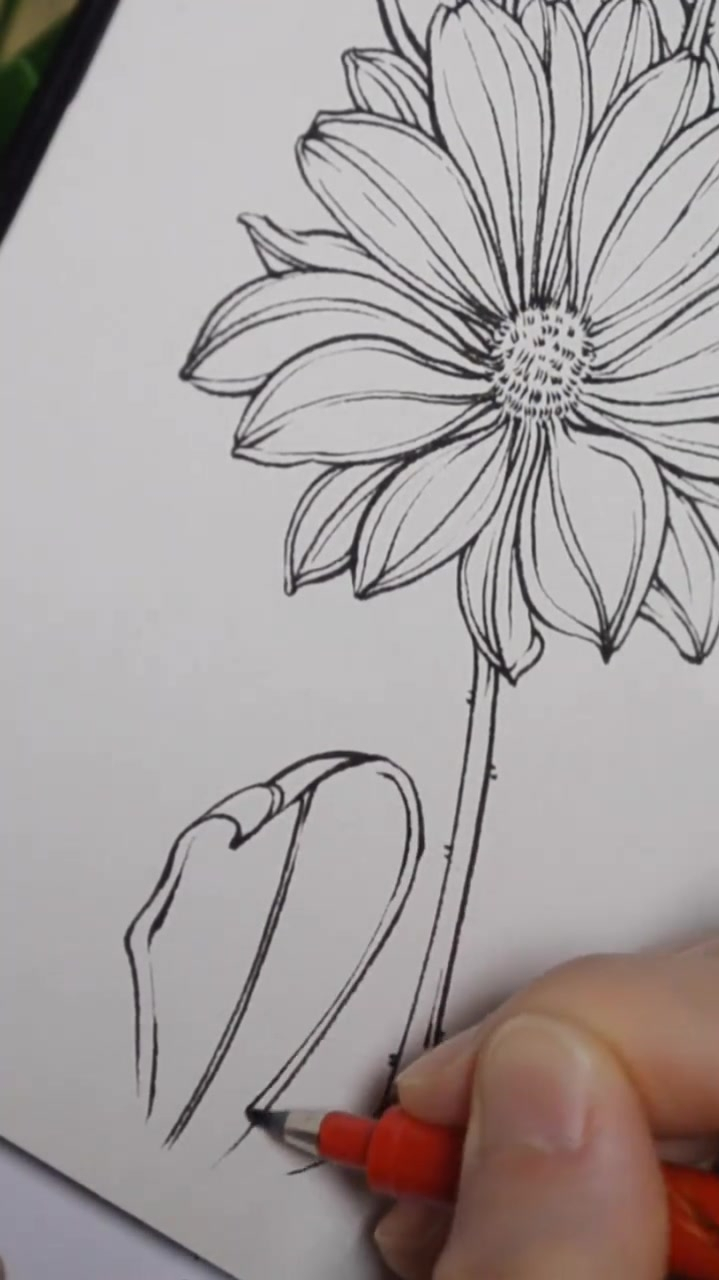 画个简简单单的野菊花-钢笔淡彩线稿-度小视
