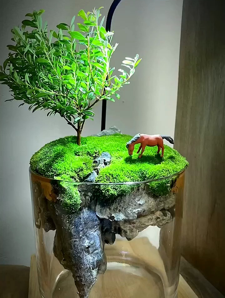 今天用玻璃缸给大家做一个微景观.盆景 创意摆件