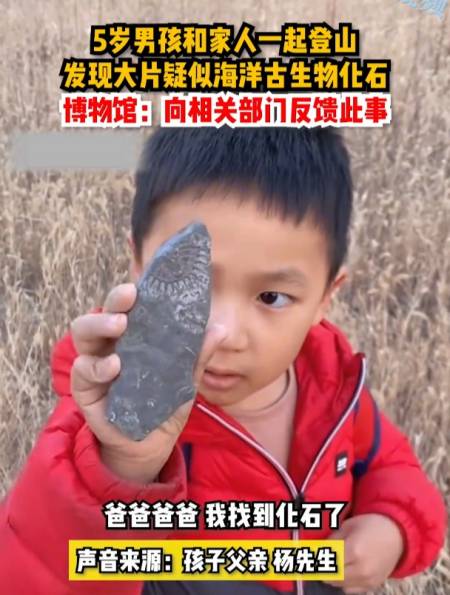 5岁男孩和家人一起登山发现大片疑似海洋古生物化石博物馆向相关部门