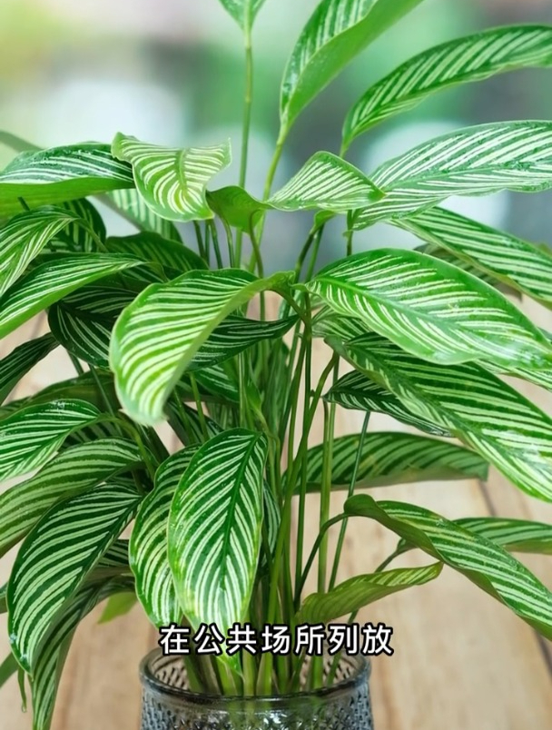 颜值极高的青纹竹芋,忍不住摆一瓶在客厅~-度小视