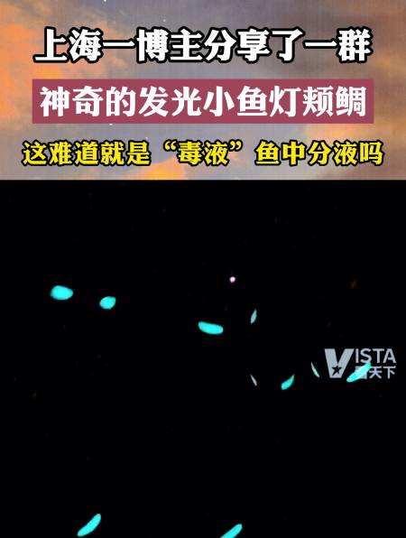 一博主分享一群神奇发光小鱼灯颊鲷这难道就是毒液鱼分液吗