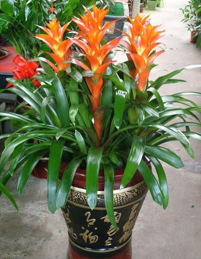 7种寓意"旺财"的花,适合养家里,看着就有好兆头