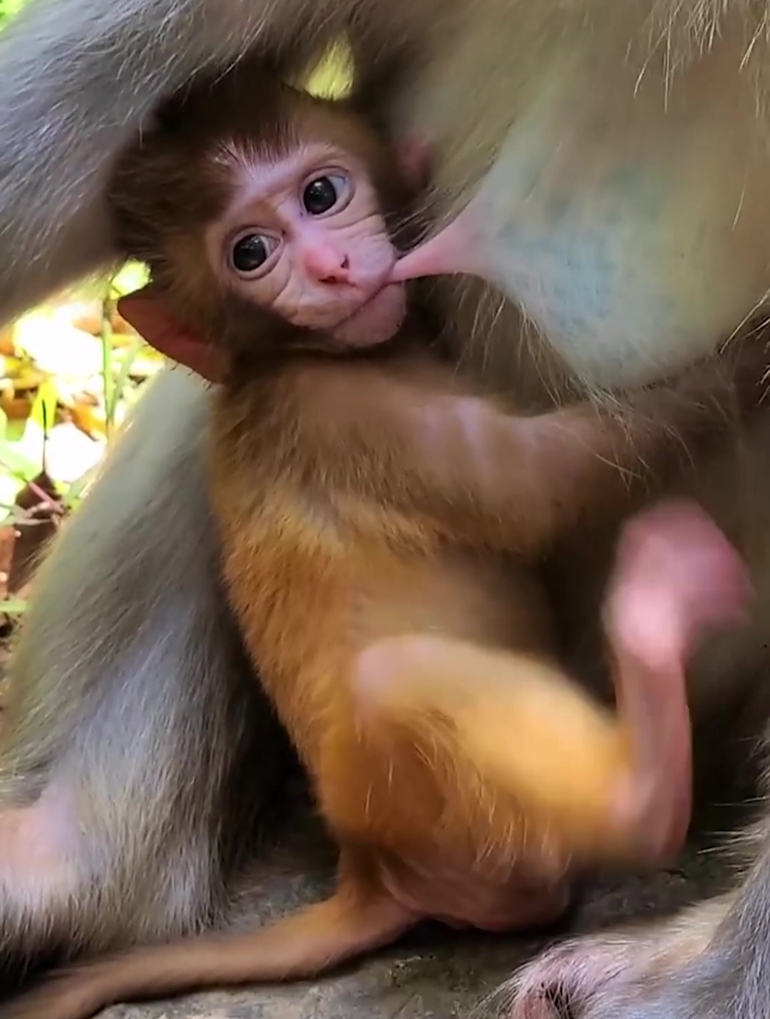 调皮可爱的小猴子