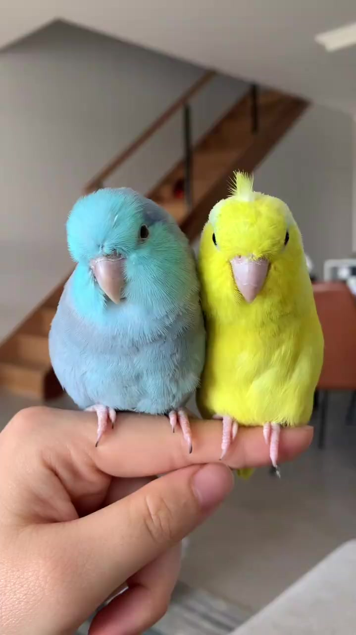 菠萝你是不是羡慕人家玄凤有羽冠