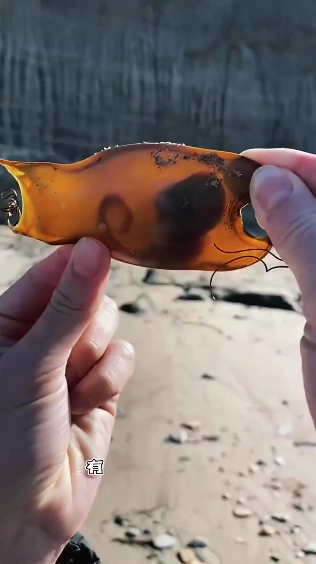 不愧是海洋霸主,鲨鱼卵内充满了生的力量,惊呆众人!