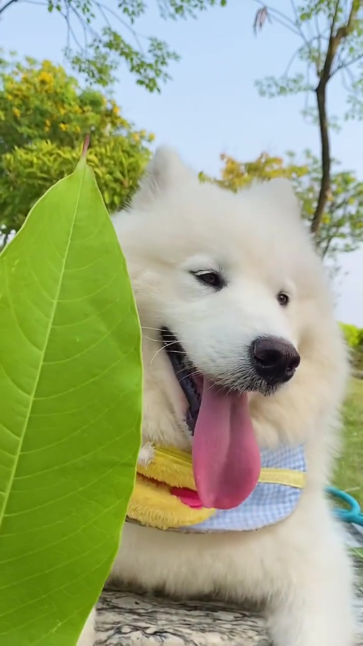 有哪只小狗狗吃树叶