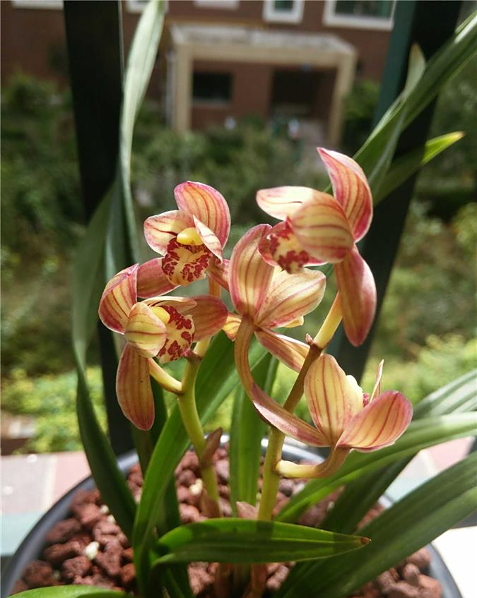 建兰红花荷瓣红月,花姿优美,香味浓郁纯正,勤花勤草,温馨可人