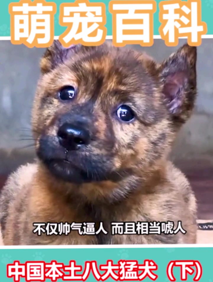中国本土猛犬,你认识几个留言告诉我,萌宠百科知识库