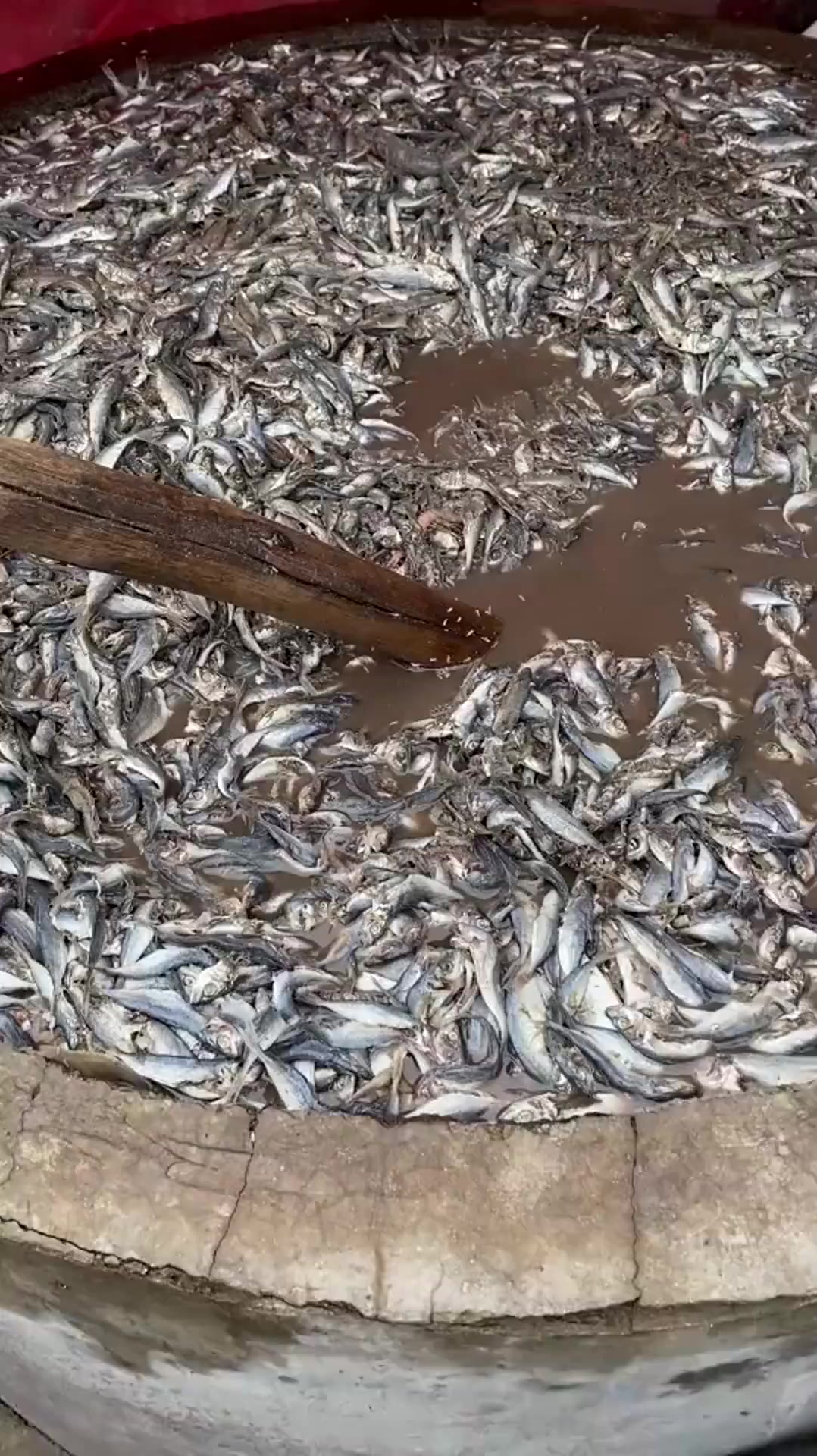 你看到的臭鱼烂虾可是高级的美食鱼露你们知道吗