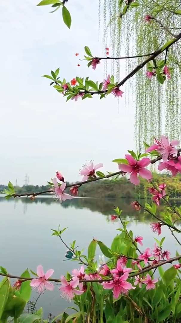 治愈风景欣赏草长莺飞杨柳青青温暖着春天的情