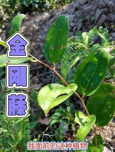 金刚藤又名菝葜,其根状茎入药,有祛风,活血,解毒的功效-度小视