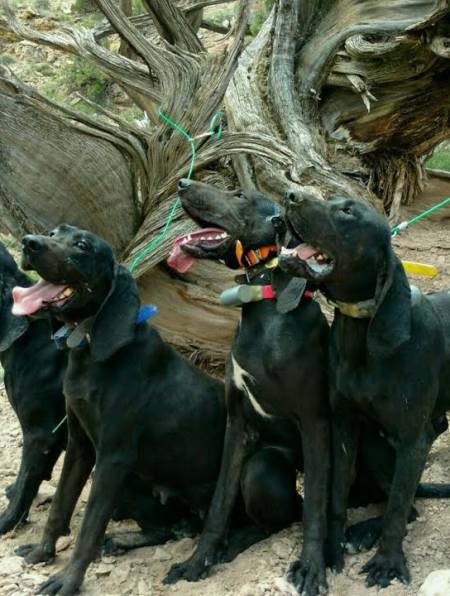一群狗子围着树缝狂吠,里面果然有蹊跷,下一秒抓出个大家伙-度小视