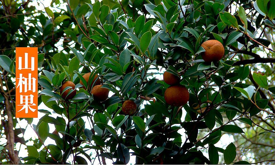 2017年海南省制定了山柚油发展规划,预计到2025年全省山柚树总面积