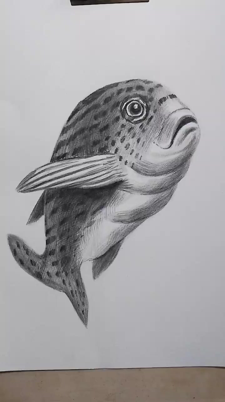 简单易学的素描动物小鱼画法
