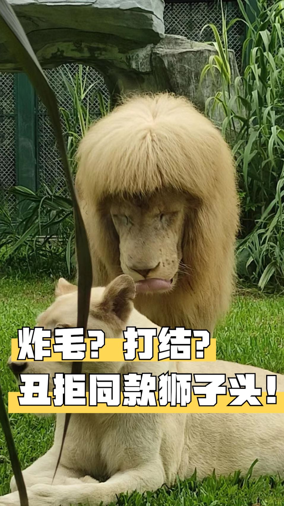 丑拒同款炸毛狮子头!
