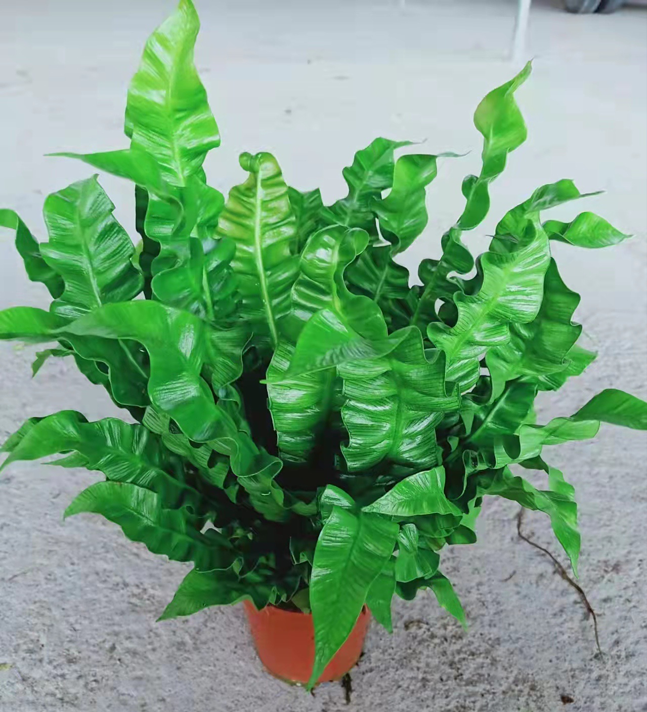 火焰鸟巢蕨的养殖方法和注意事项