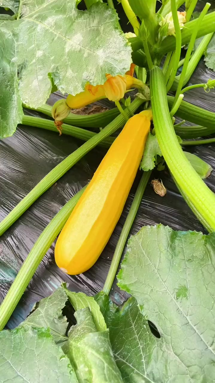 香蕉西葫芦是北方特有的一款蔬菜,以能生吃而有名!-度小视