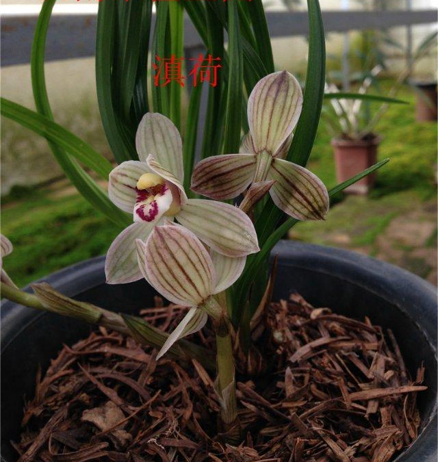 被无数兰友视为珍宝的莲瓣兰滇荷,清丽大方,花姿优雅,完美无瑕