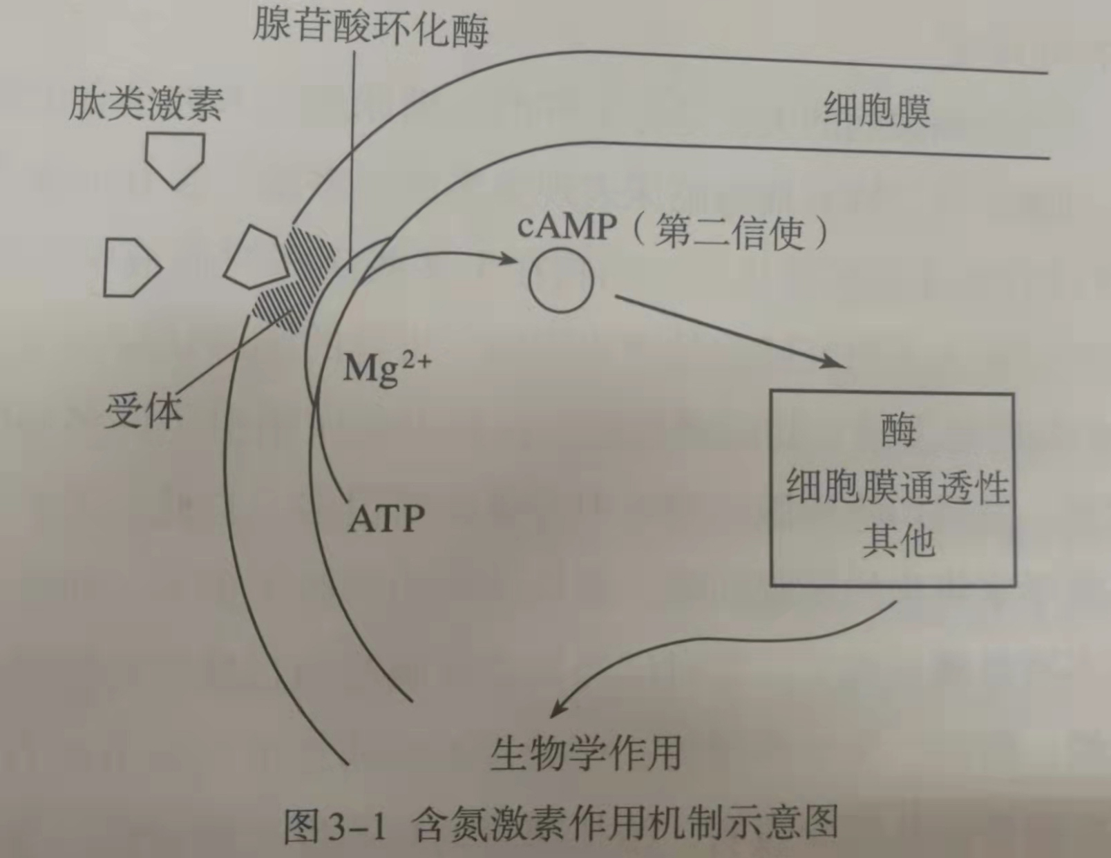 含氮激素的作用机制—第二信使学说