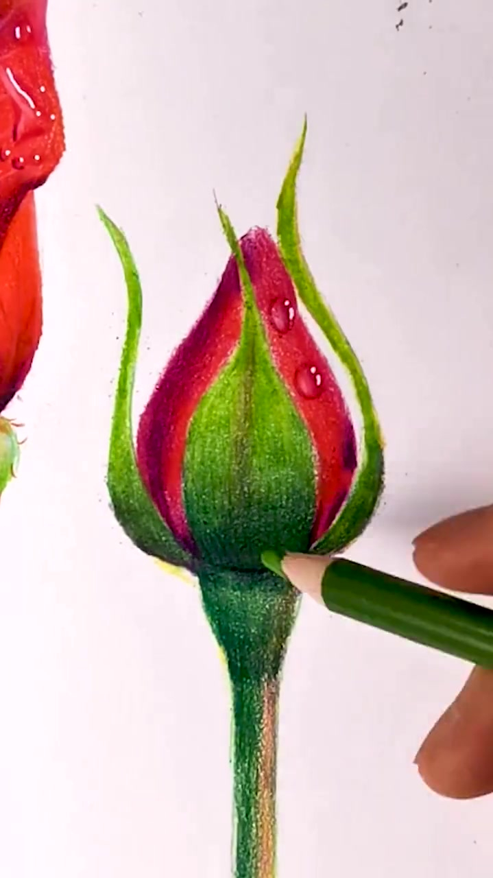 彩铅画,画玫瑰花花苞