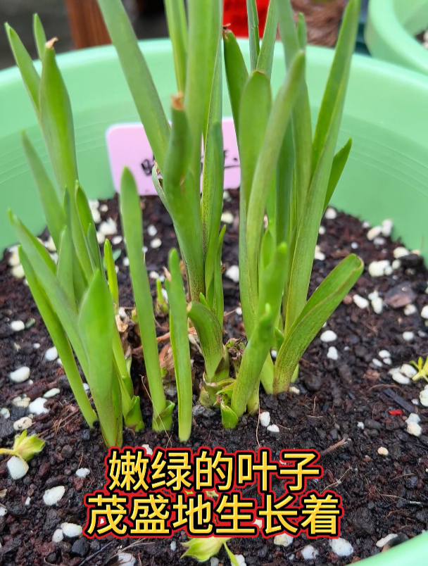 种球种植推荐——晚香玉.养护简单,开花香香