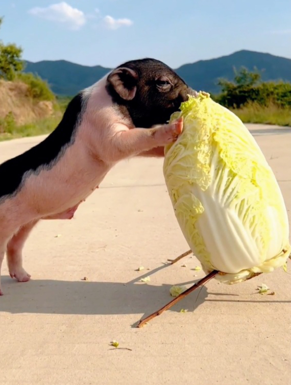 这就是猪拱白菜吗,吃的可真香,好白菜都让猪拱了-度小视