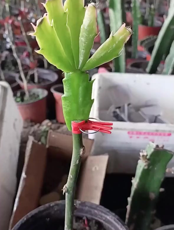 叶仙嫁接蟹爪兰!