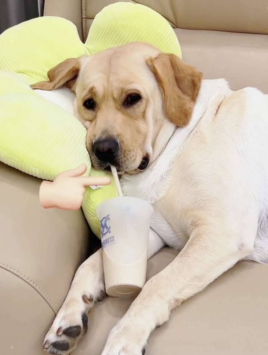 狗子都有秋天的第一杯奶茶,你有吗