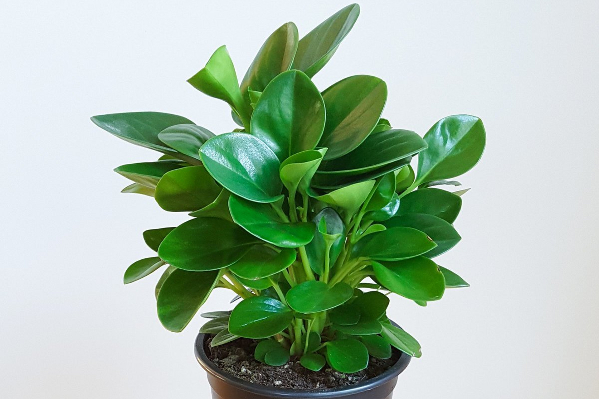 碧玉是一种受欢迎的室内绿植,喜欢温暖湿润的环境,适合在散射光下生长