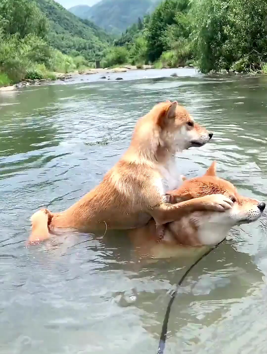 狗狗情侣河里游泳女友怕水踩在男友身上
