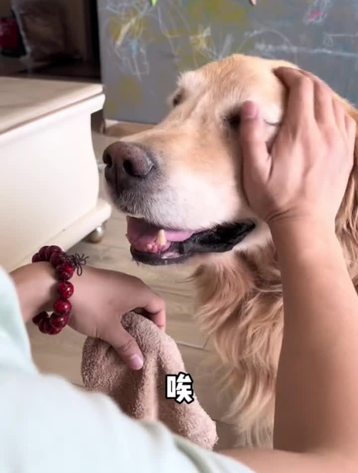 养狗狗有很多好处,就是这掉毛多头疼呀-度小视