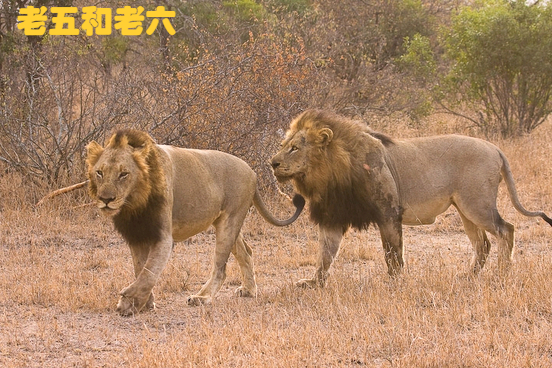 坏男孩雄狮联盟成员图片