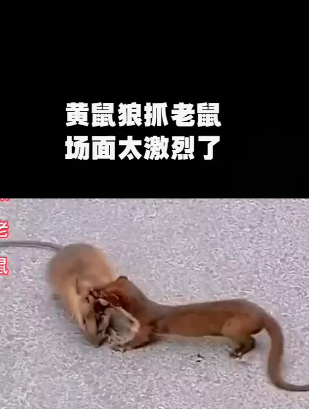 黄鼠狼抓老鼠,场面太激烈了!-度小视