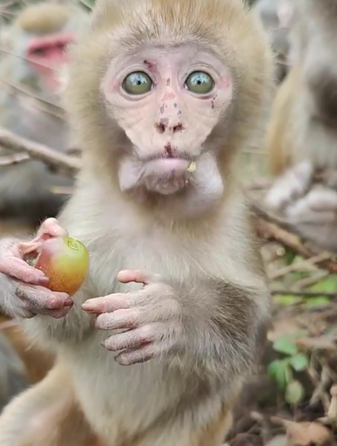 吃货要从小培养,看见吃的两眼冒光-度小视