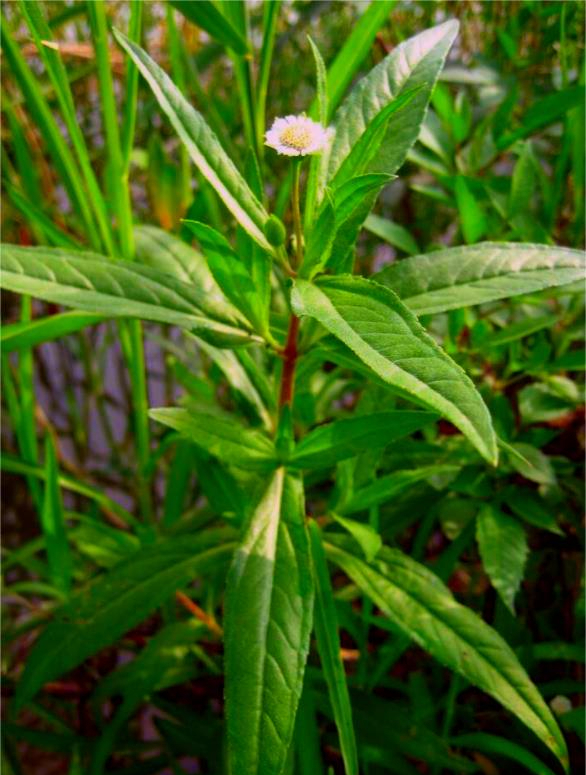 墨旱莲:路边常见的一种杂草,能滋补肝肾,藏有乌发生发的秘密!