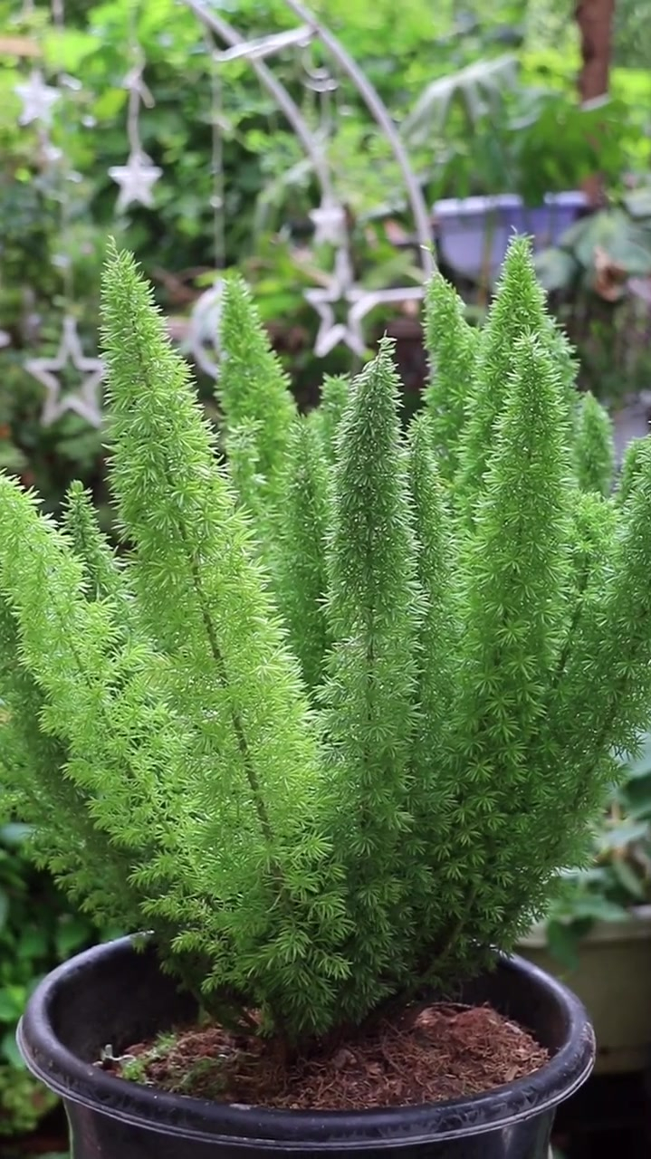 狐尾天门冬可以养在室内不生虫四季绿油油