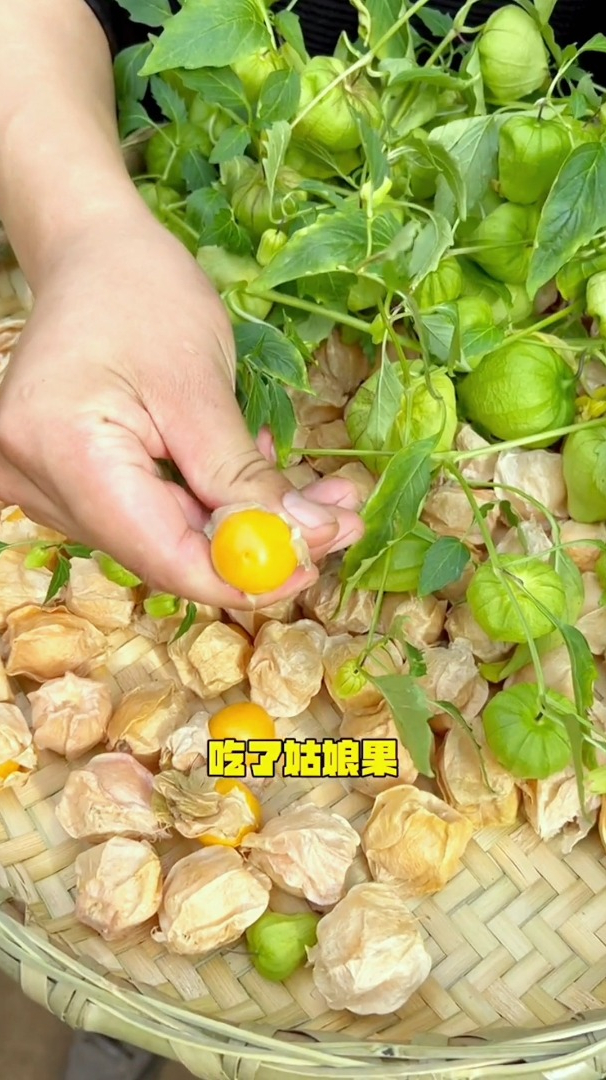 "吃了姑娘果不愁找老婆",满满都是儿时回忆,阳台小院都可种!-度小视