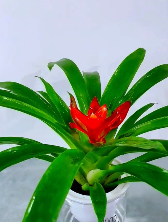 鸿运当头红红火火,花期特别长,好看又好活,花如菠萝头!