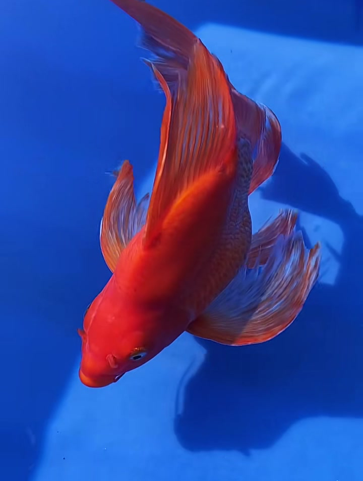 纵享丝滑,红红火火!红蝴蝶鲤 水族 观赏鱼