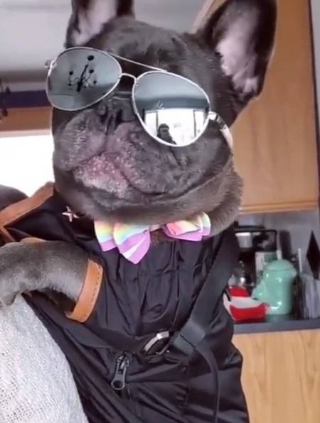 给狗狗戴上酷酷的墨镜,准备带它出去逛街