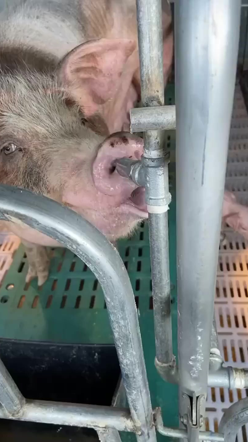 猪喝水的照片图片