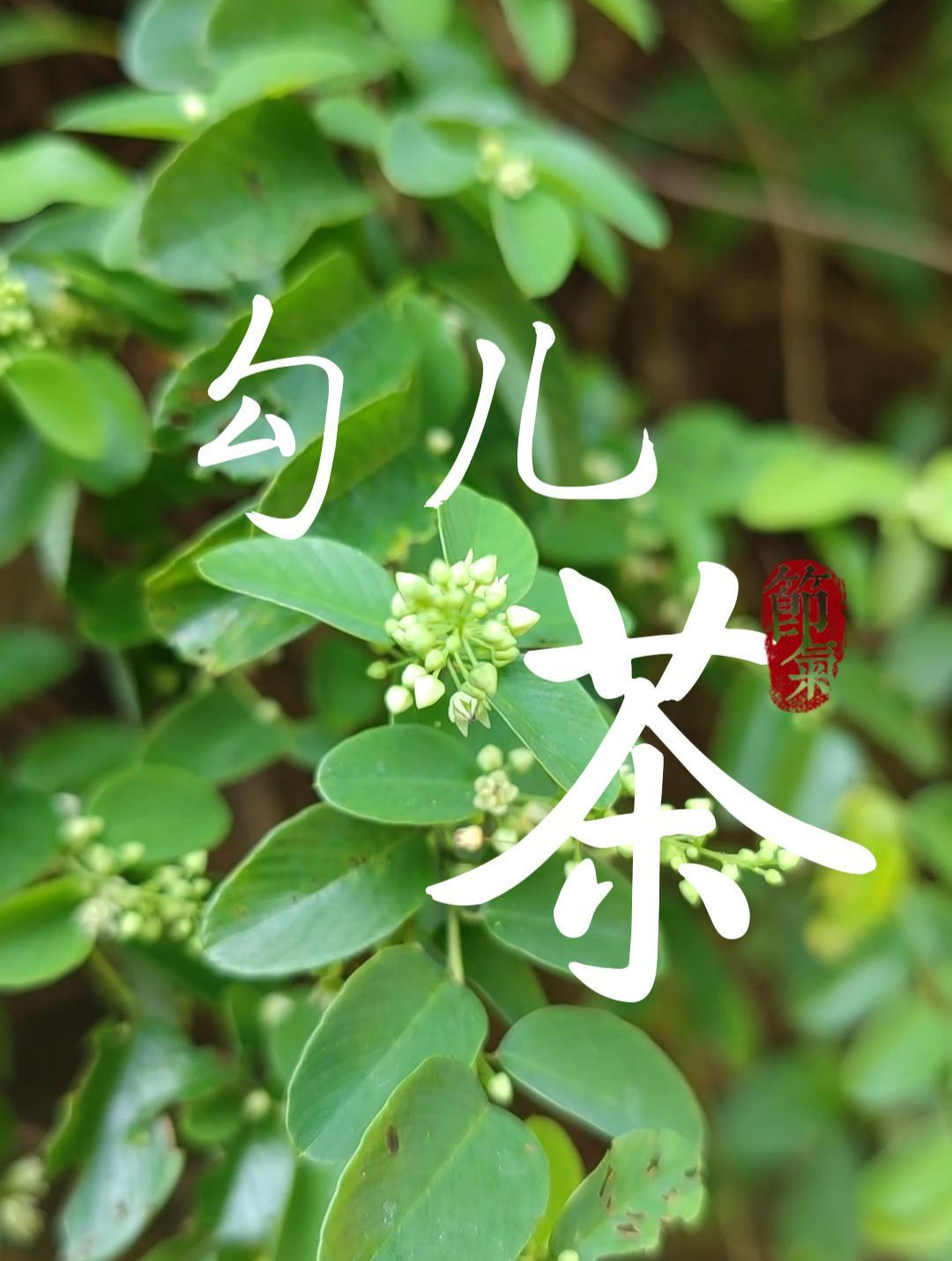 可代泡茶饮又能入药的植物铁包金,勾儿茶