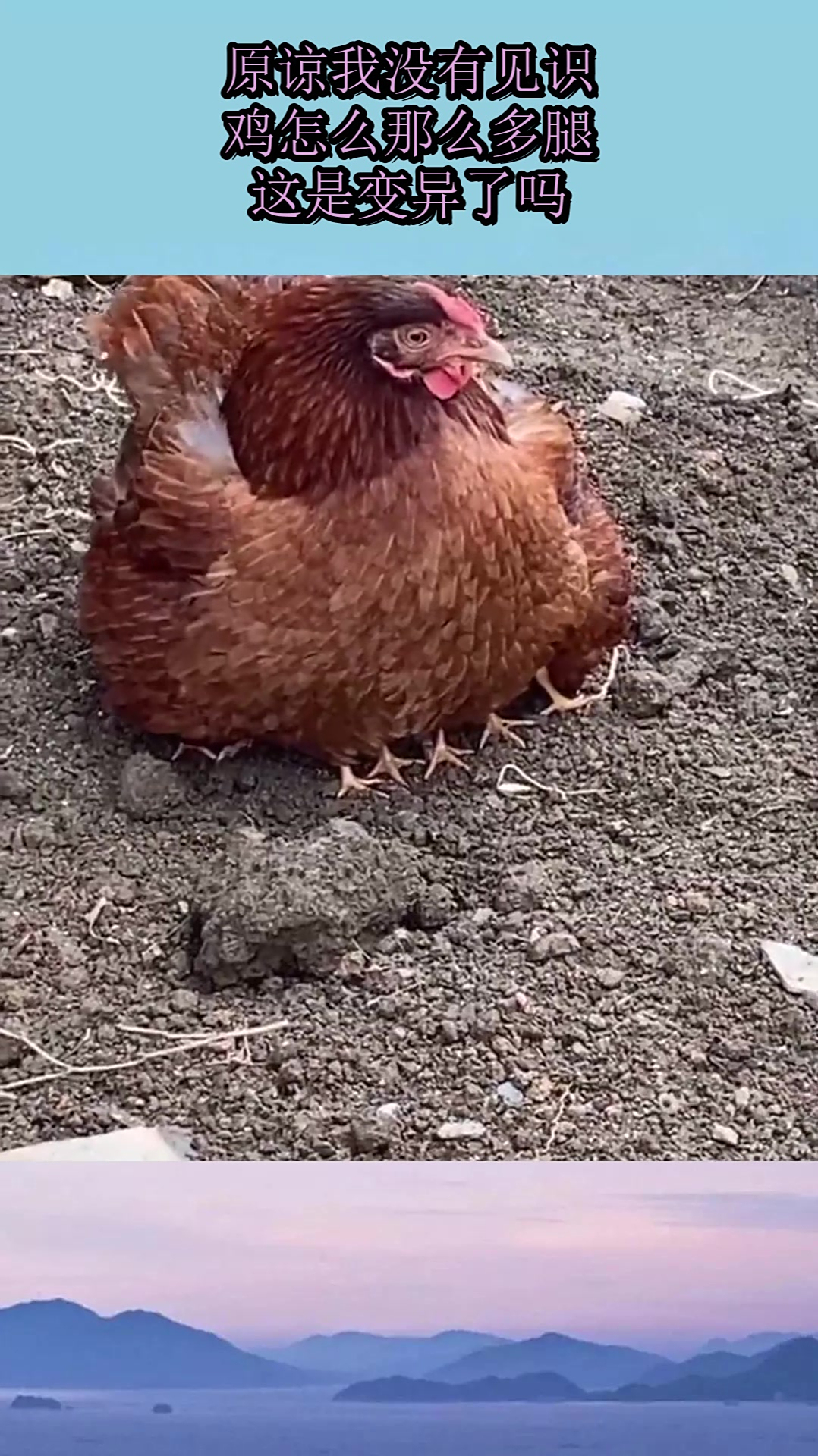 原谅我没有见识,鸡怎么那么多腿,这是变异了吗?