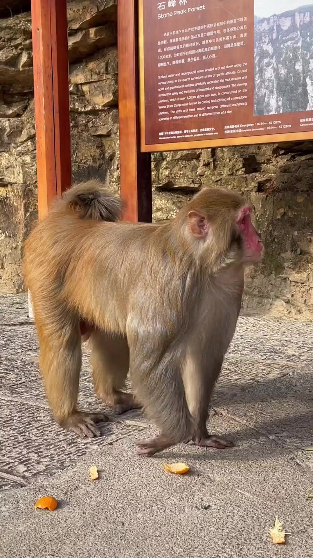 这是景区最大的一只猴王,怕猴子咬伤,只能任它翻口袋